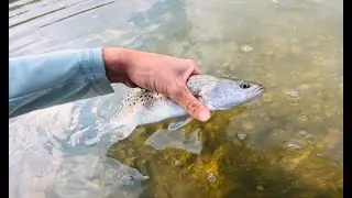 WINTER Creek Trout FISHING (Charleston, SC)