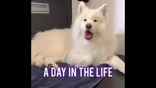 A Day in the Life of Coconut!