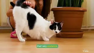 Exploring the Enigmatic Lives of Asian Cats