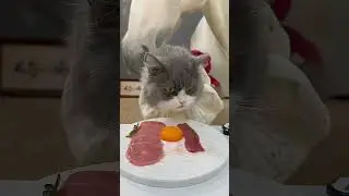 it's kbiii world 🌎 #CatFood#FelineNutrition#CatFeed#PetFood#CatCar#CatLovers#FelineParents#Catmom