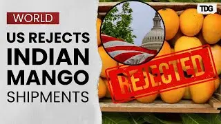 Mango Trade Crisis: Indian Exporters Face $500,000 Loss After US Shipment Rejections