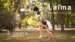 Border collie Laima 2 years / frisbee and tricks