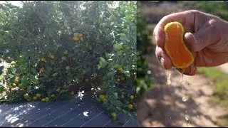 Mandarina satsuma Owari, espectacular