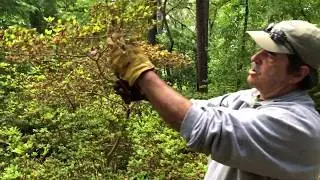 How to prune Azaleas
