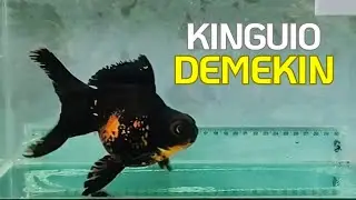 KINGYO DEMEKIN - OYA