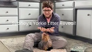 Sydney's Tea Cup Yorkie Litter Reveal! Watch our Scent Training & ENS Training we provide!