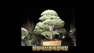 Introducing Korea's most famous five-leaf pine tree~!!