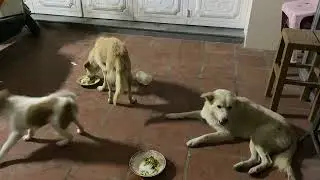 Group cute golden dog play outside home with neighbors dog and puppy female #cutedog #pets #dogs 