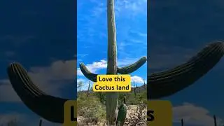 23ft Giant cactus be like..