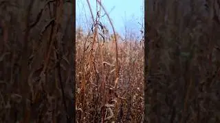 Crunchy rosebay willowherb update #autumn
