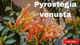 Pyrostegia venusta 