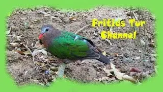 Beautiful bird (Chalcophaps indica) Common emerald dove is bathes