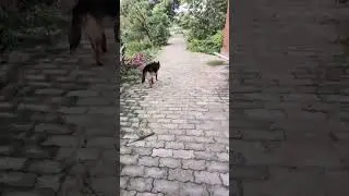 हर वक्त दिल को सताए ऐसी कमी है तू#youtubeshorts #ytshorts #viral #love #lily #viralvideo #short#pets