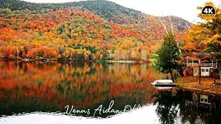 Autumn Relaxing Music &ndash; Peaceful Fall Ambience with Beautiful Red Maple Trees