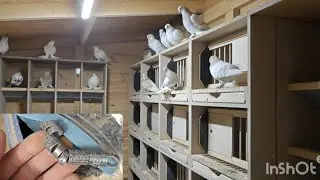 Obrączki już są więc lęgi można zaczynać 😆⁉️