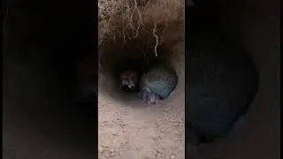 Mother Rabbit Protects Her Babies from a Fox
