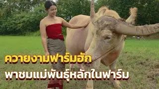 ควายงามฟาร์มฮัก พาชมแม่พันธุ์หลัก  แม่ดอนเป็นแม่ของเจ้าโก้เมืองเพชร #ควายงามฟาร์มฮัก #แม่ดอน