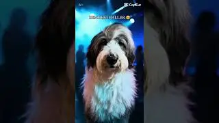 BamBam&rsquo;ın halleri 🐶 #bambam #oldenglishsheepdog #dogsofyoutube #funny #viralshorts #pets