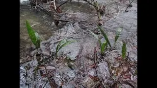 Trachycarpus fortunei ' Swampsonii' Seedlings in standing water