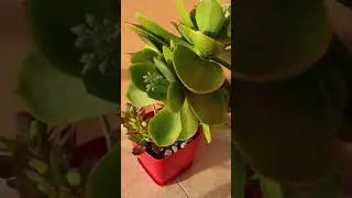 Succulent in bloom