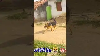 Playing mode #germanshepherd #dog #youtubeshorts #youtube #sheru #viral