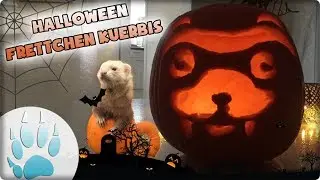 🎃Halloween Frettchen Special 👻 | DIY Frettchen K&uuml;rbis | Sazus Fellnasen