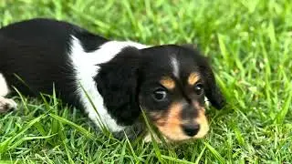 Willow - Miniature Long Haired Dachshund