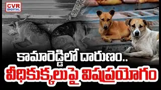 Poison Given To Street Dogs In Kamareddy District | CVR Digital