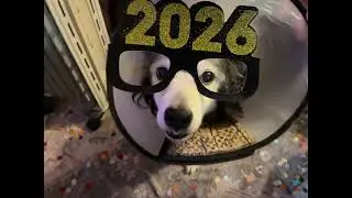 Gromit in New Year’s Eve Glasses