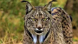 The Rarest Wild Cats in the World