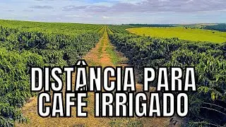 Distância para plantar café irrigado no gotejamento.