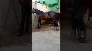 Turab (Zuljana Murtajiz Khairpur) #stallion #mare #cage