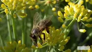 Biodiversitat
