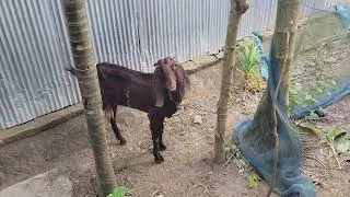 How to get  Goat Sound In Baa Baa | Real Goat Sound in village | Tobibul's BD #goat 
