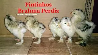 PINTINHOS BRAHMA PERDIZ NASCEM NO CRIADOURO