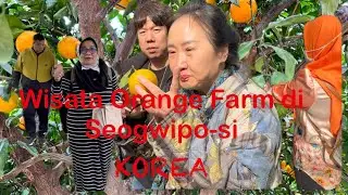 Orange Farm Jeju Island