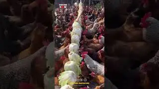 Chickens Love to Eat Cabbage
