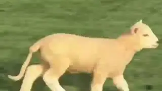 behhhh!!
