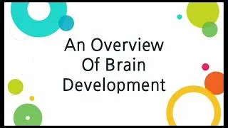 An Overview of brain development in urdu/ English/ Hindi/Psychology