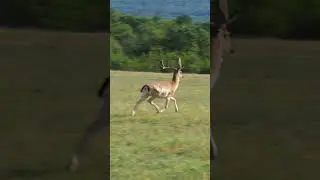 Sported dear running videos #sporteddeer #axisdeer #cheetal #shortvideo #shortsfeed