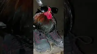 Drip cock 😳🐓