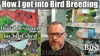 How I got into Bird Breeding and how I designed the Black Bird Shed. 21/06/21