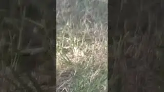 #kisan #mp44