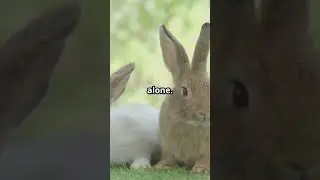 The Dog Who Couldn't Bark 🐶💔 | A Rabbit's Act of Kindness 🐰✨