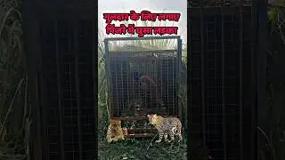 गुलदार के पिंजरे में घुस गया लड़का 😱😱 | bijnor guldar news | bijnor news #shorts #leopard #guldar