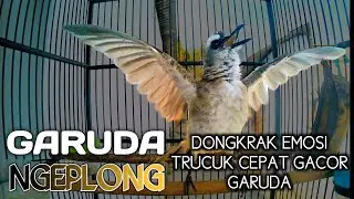 Trucukan gacor garuda suara ngeplong, pancingan trucuk bahan dongkrak merespon bunyi cepat garuda