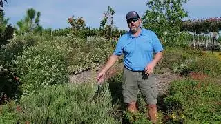 Identifying Re-emergence and Spreading - OUTSIDE Collab
