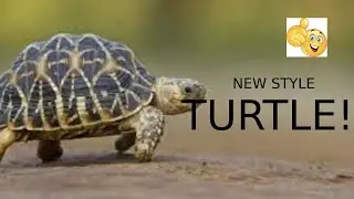 (Late) TURTLE STYLE - UNTITLED BOXING GAME