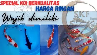 Edisi Jumbo Murcee‼️ Berkualitas harga Ringan ‼️ Sendang Family