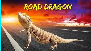 Жизнь на колесах с бородатым драконом (рептилия) | Полный рабочий день RV Жизнь | RYJ